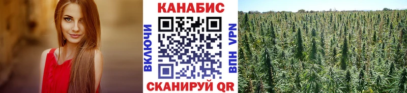 продажа наркотиков Пионерский Шишки марихуана планчик